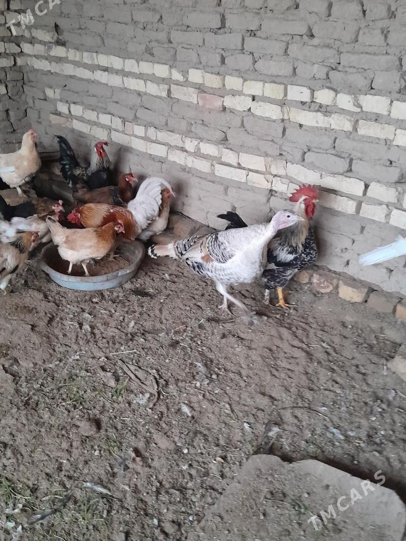 Indýuk - Мургап - img 1