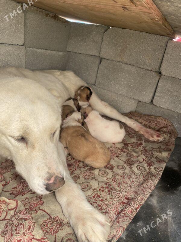 turkmen alabay it gujik - Aşgabat - img 1