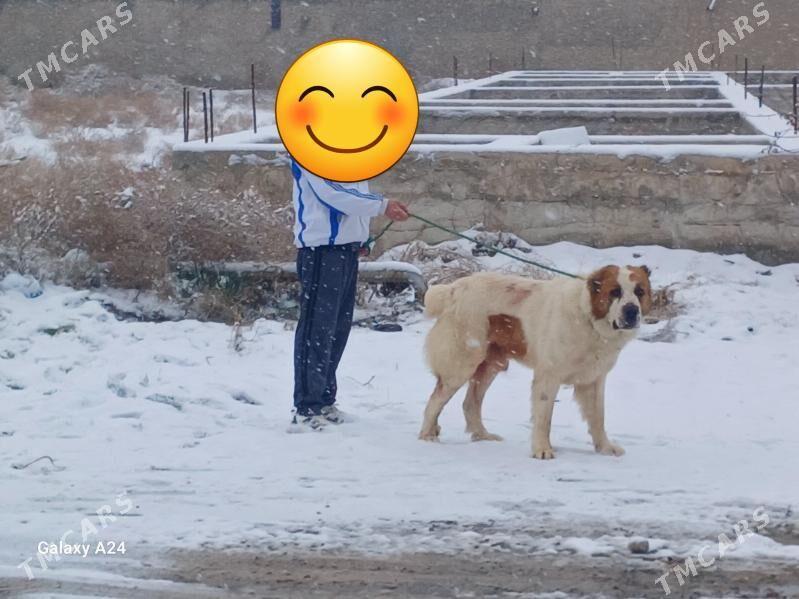 Gūjik - Änew - img 1