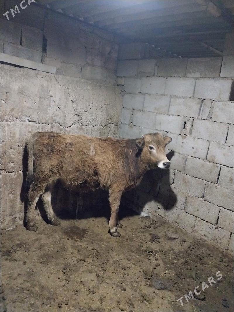 okiz - Aşgabat - img 1