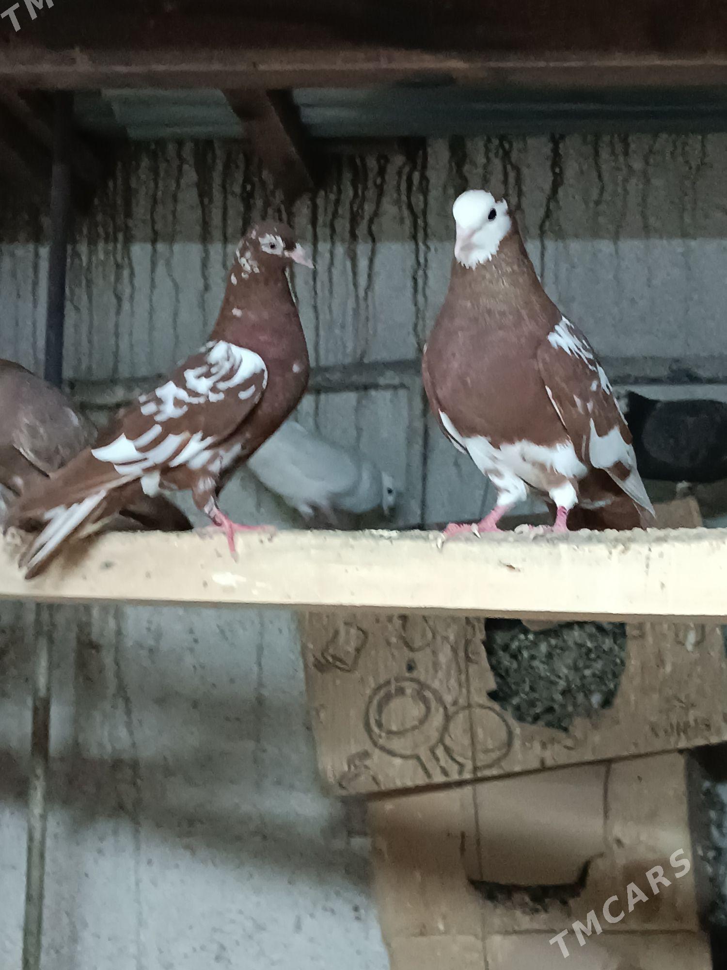 Kepderi - Mary - img 1