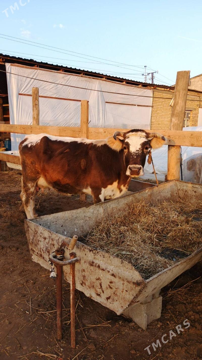 Sygyr - Gökdepe - img 1