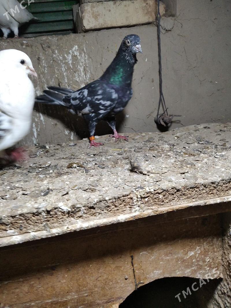 kepderi - Mary - img 1