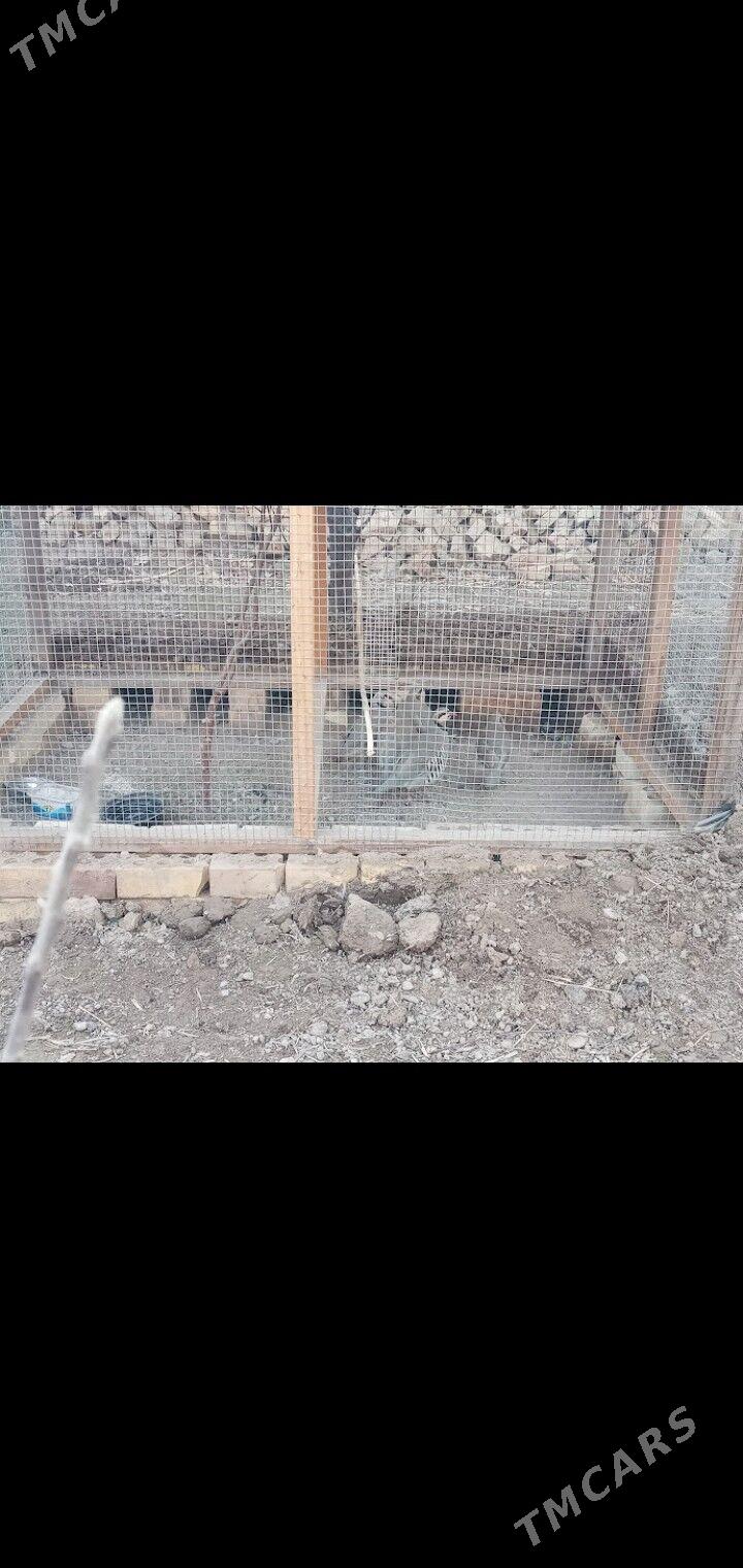 maral karlik - Mary - img 1