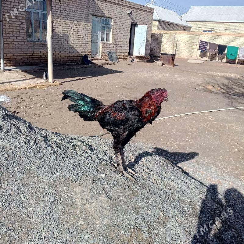 baýsy - Байрамали - img 1