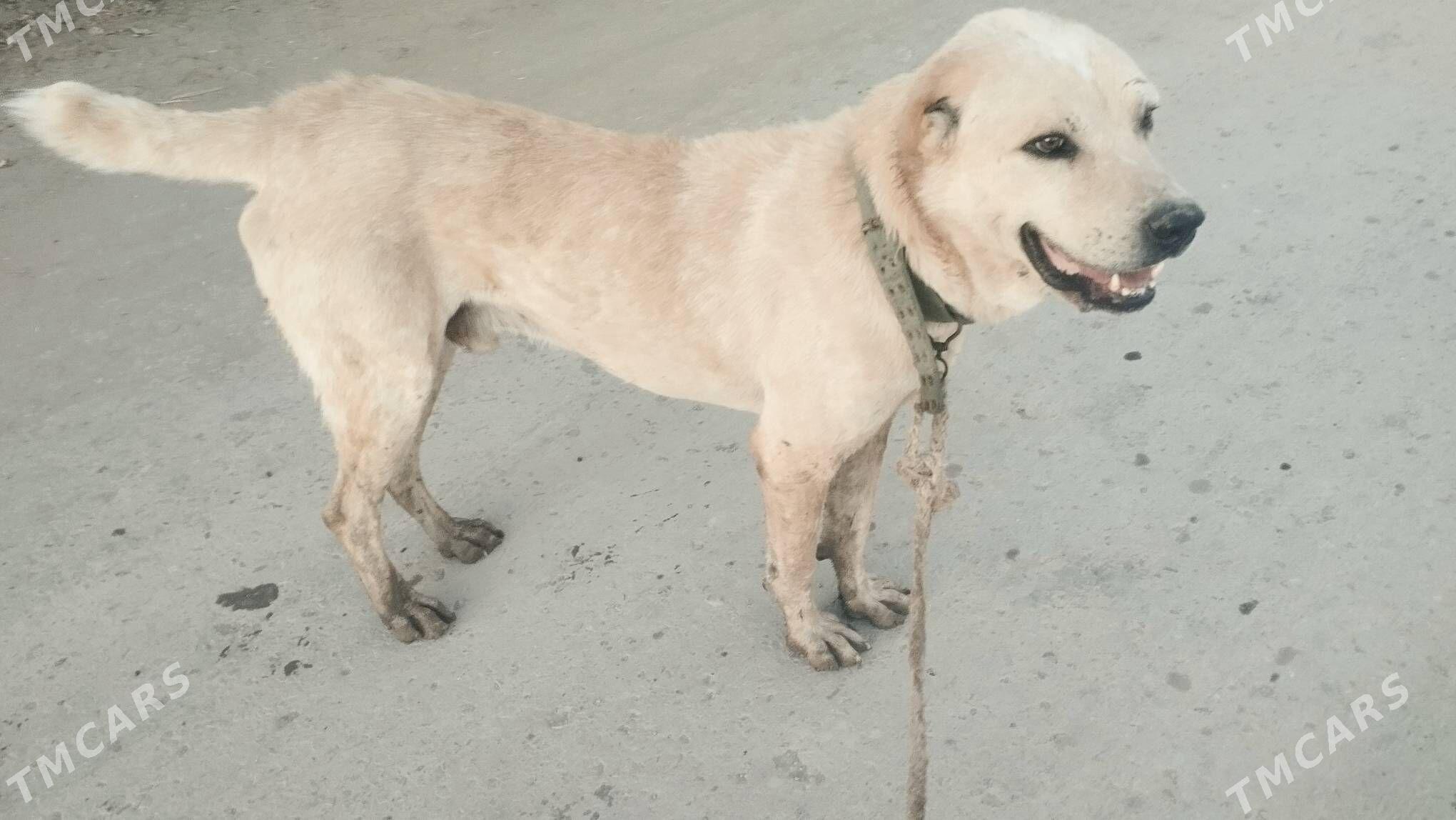 Akgus - Saýat - img 1