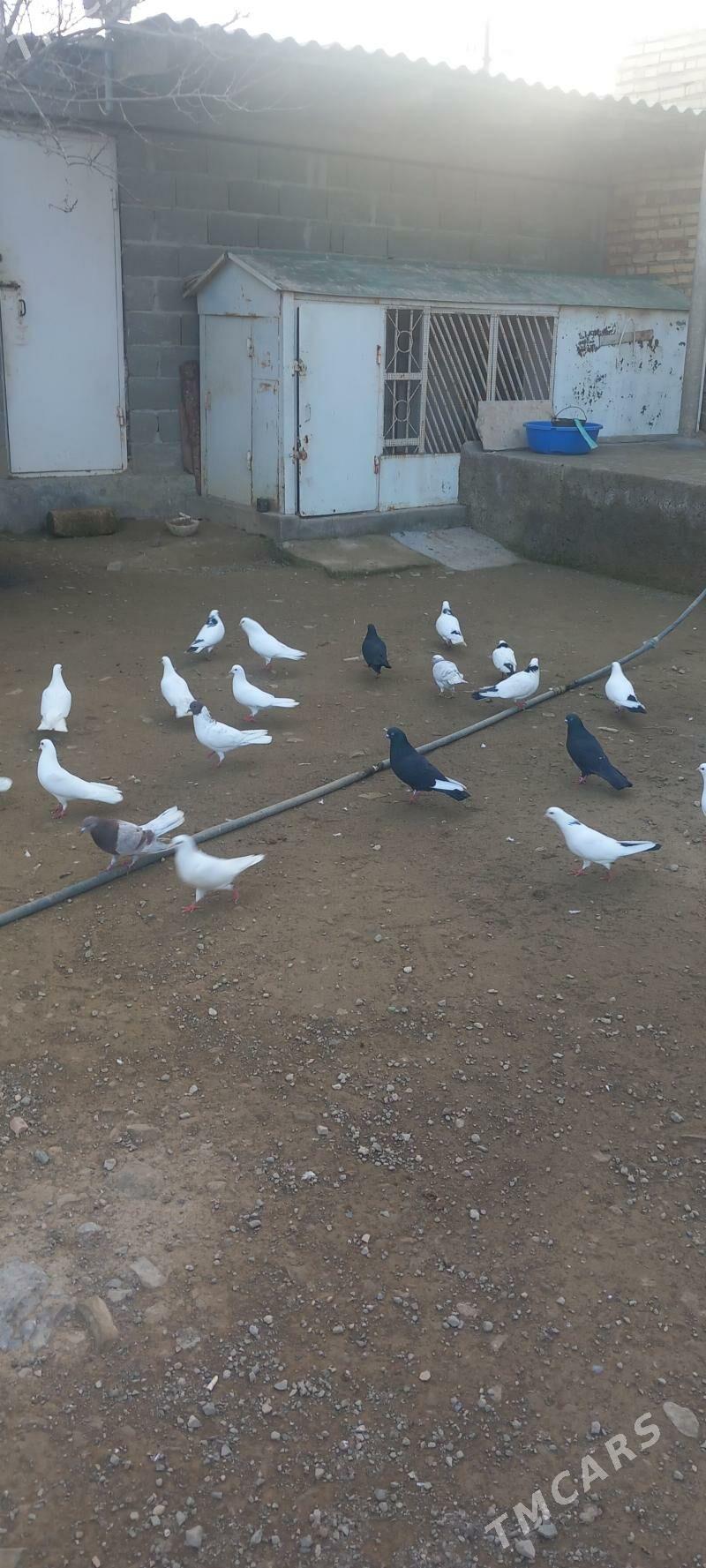 Kepderi - Bereket - img 1