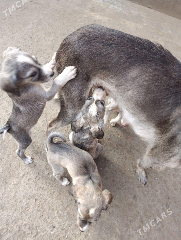 тазы - Туркменабат - img 1