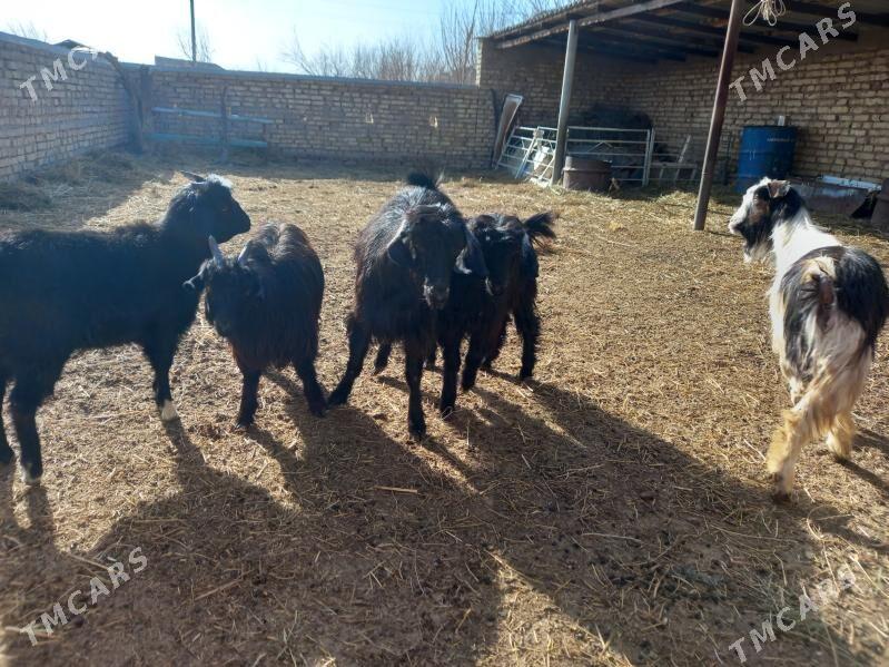 geci - Ýolöten - img 1