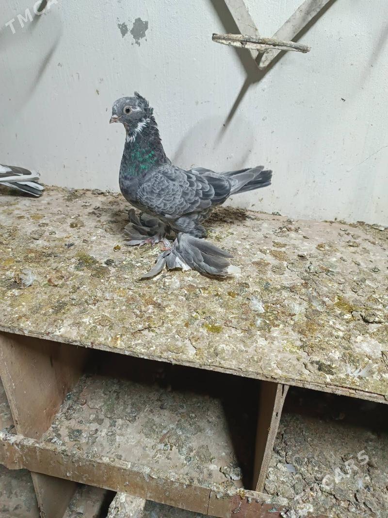 Kepderi - Mary - img 1