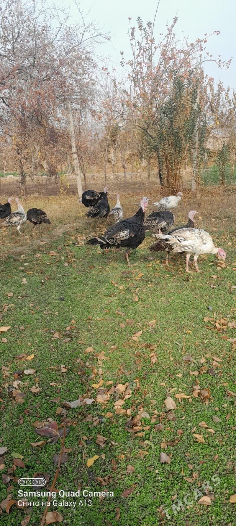 induk - Векильбазар - img 1