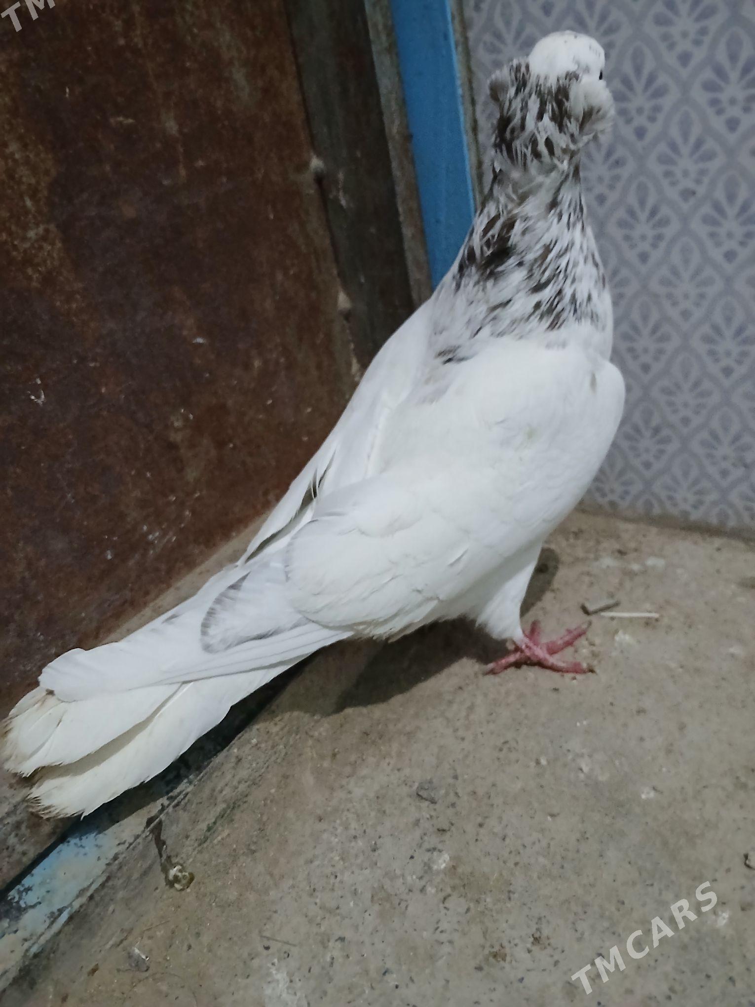 kepderi - Gyzylarbat - img 1