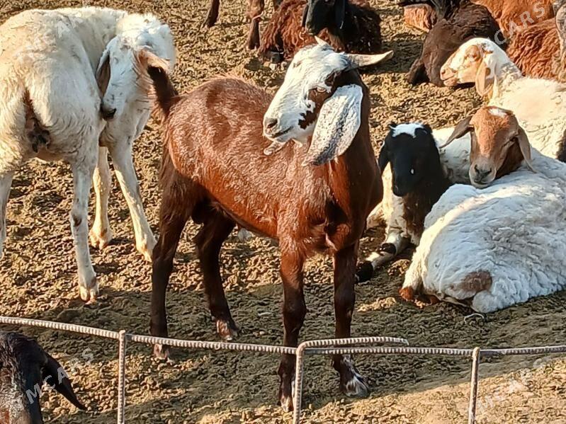 teke pakisdan - Бузмеин - img 1