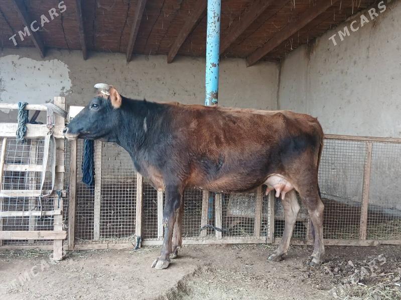 goleli - Wekilbazar - img 1