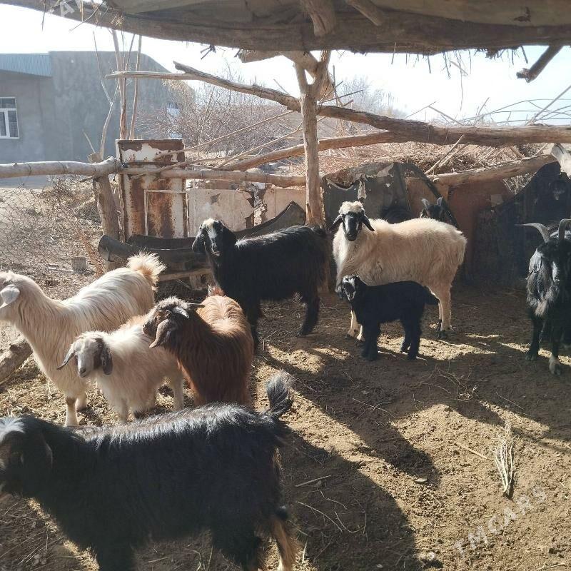 гочгар ве богаз гечи овлаклы - Чарджоу - img 1