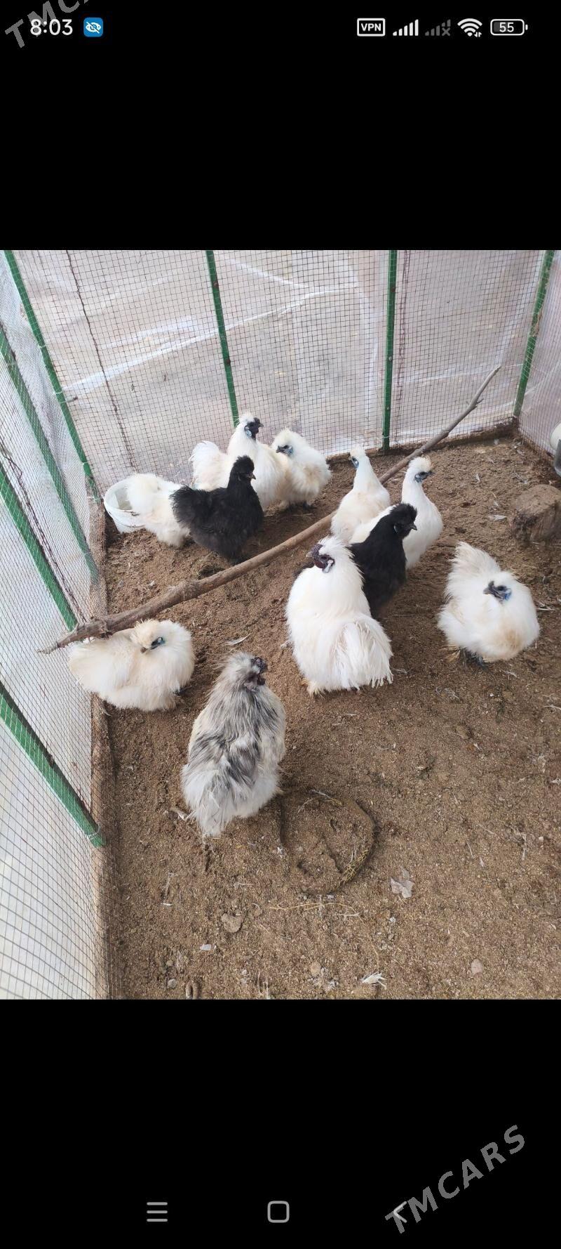 товук - Täze zaman - img 1