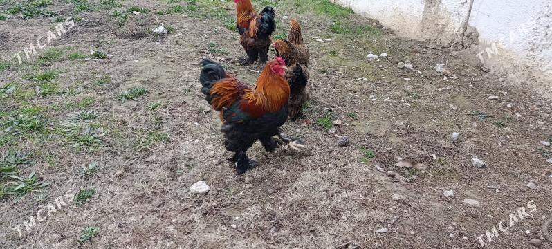 Brama towuk - Чоганлы - img 1