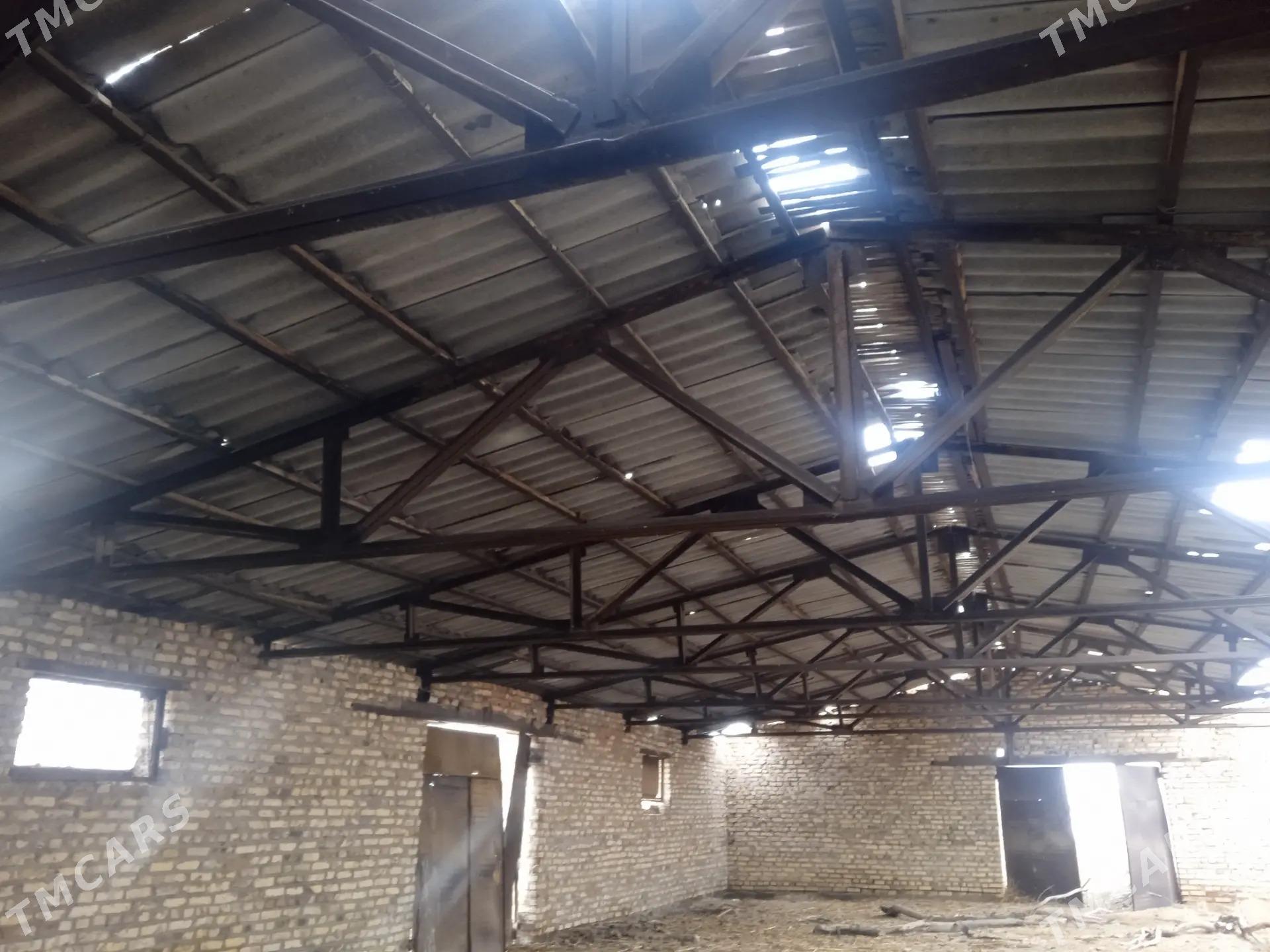 Ammar (sklat) - Boldumsaz - img 1