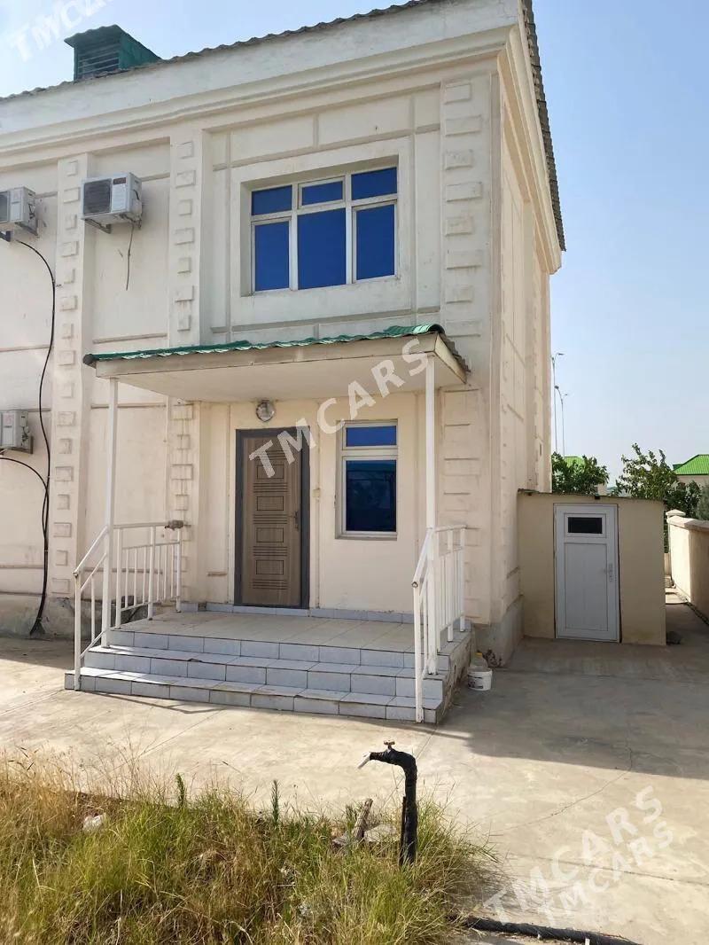 Coganly kotej - Чоганлы - img 1