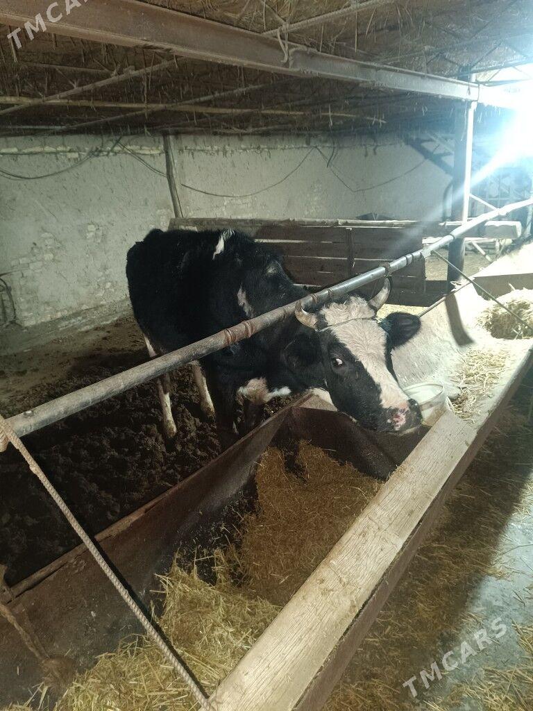 okuz unajyn - Çärjew - img 1