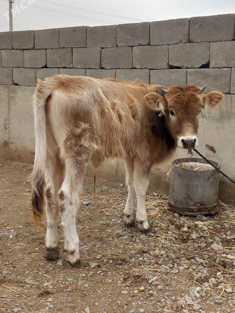 öküz - Гызыларбат - img 1