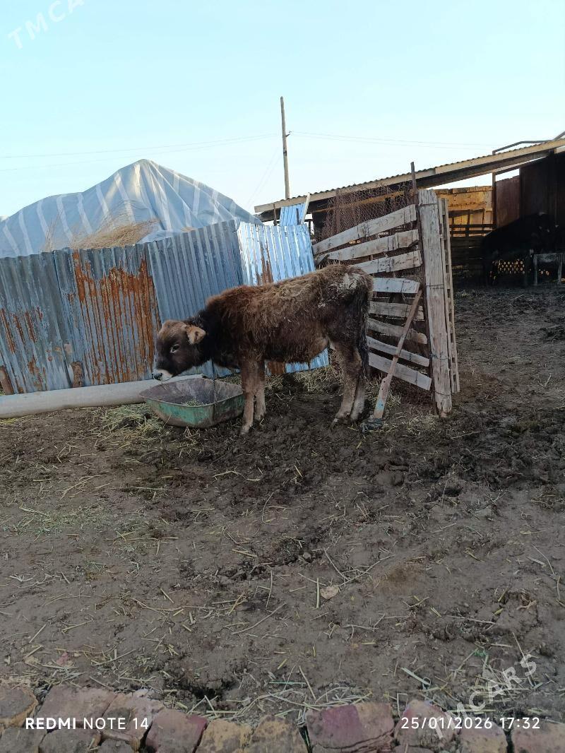 öküz - Бабадайхан - img 1