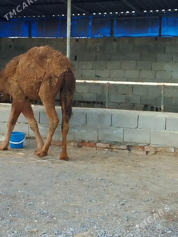 ogsyk - Гёкдепе - img 1