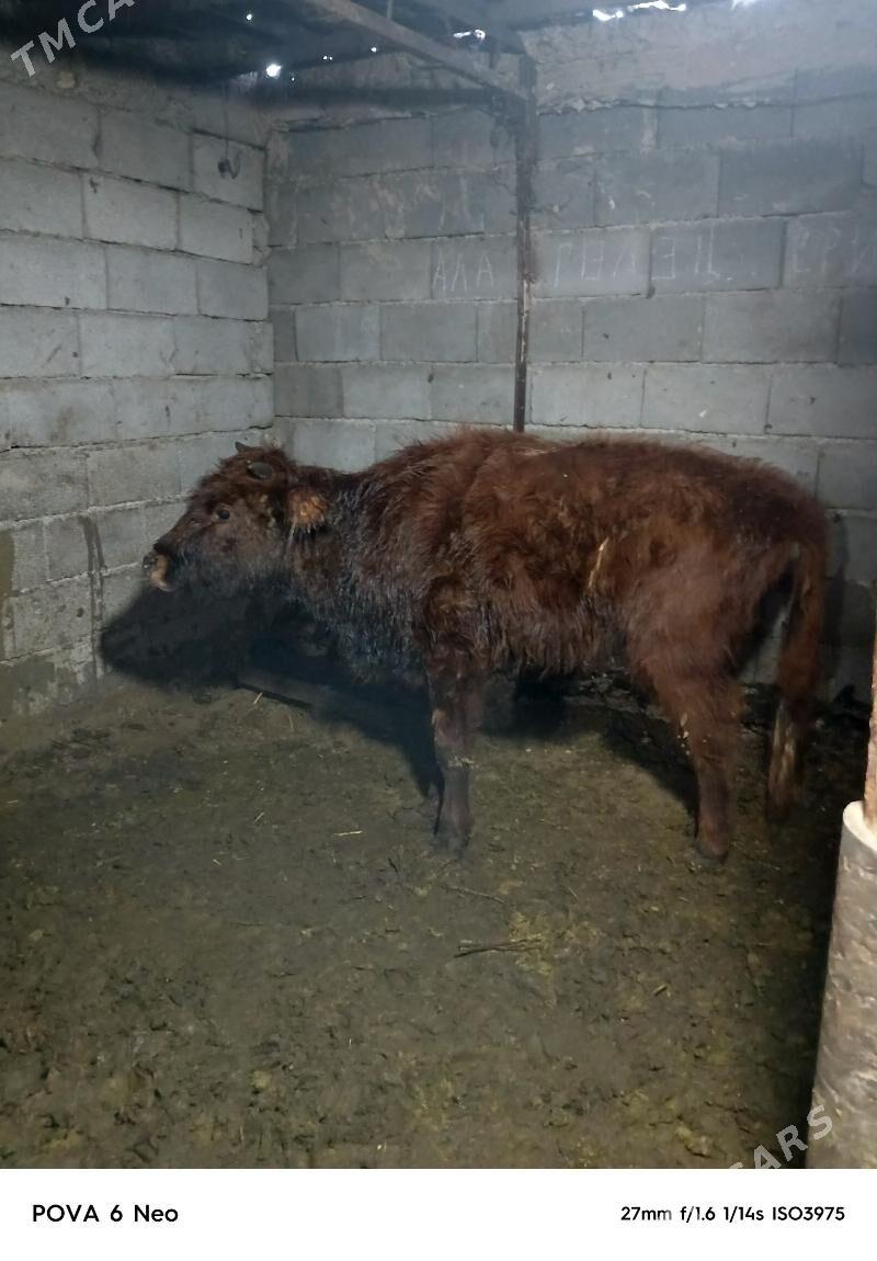 tuwe - Херрикгала - img 1