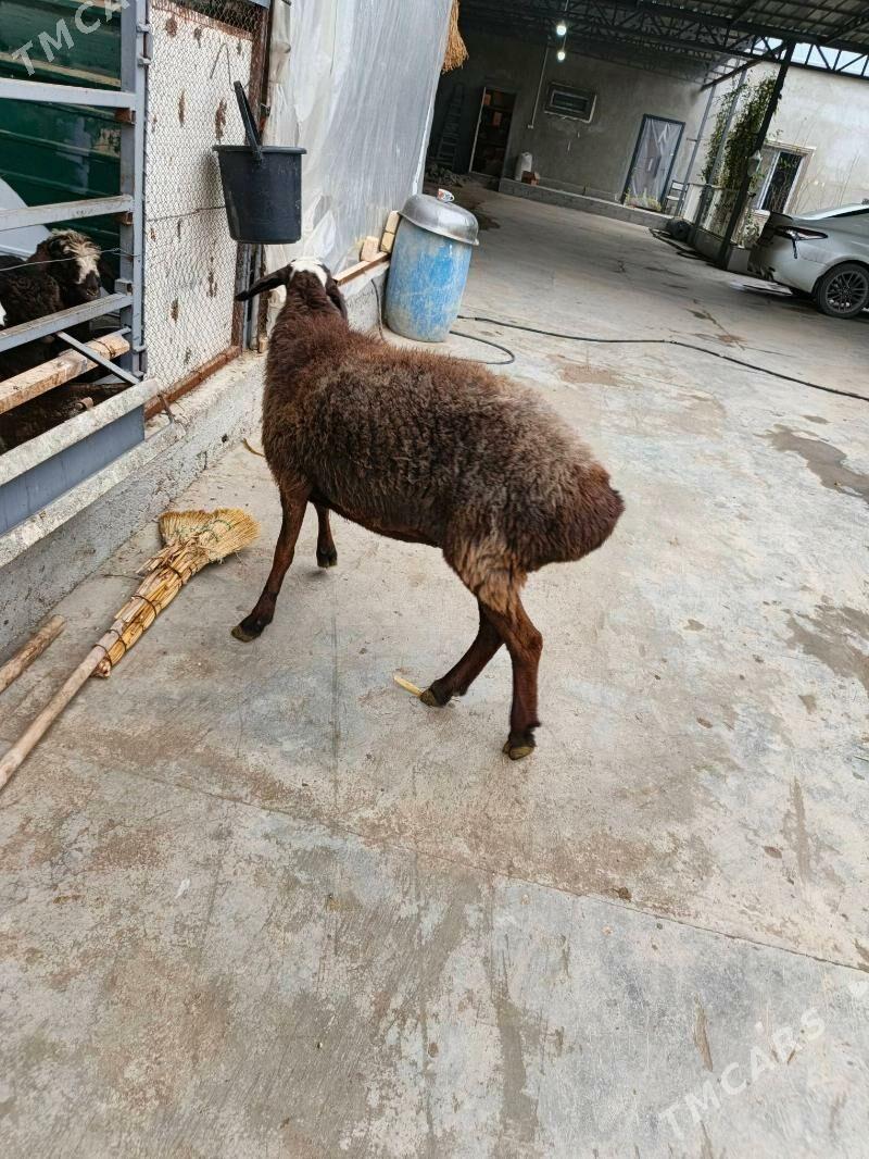 gisar - Гарадамак - img 1