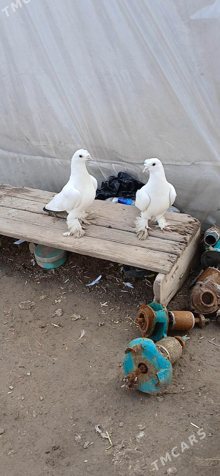 kepder - Мары - img 1