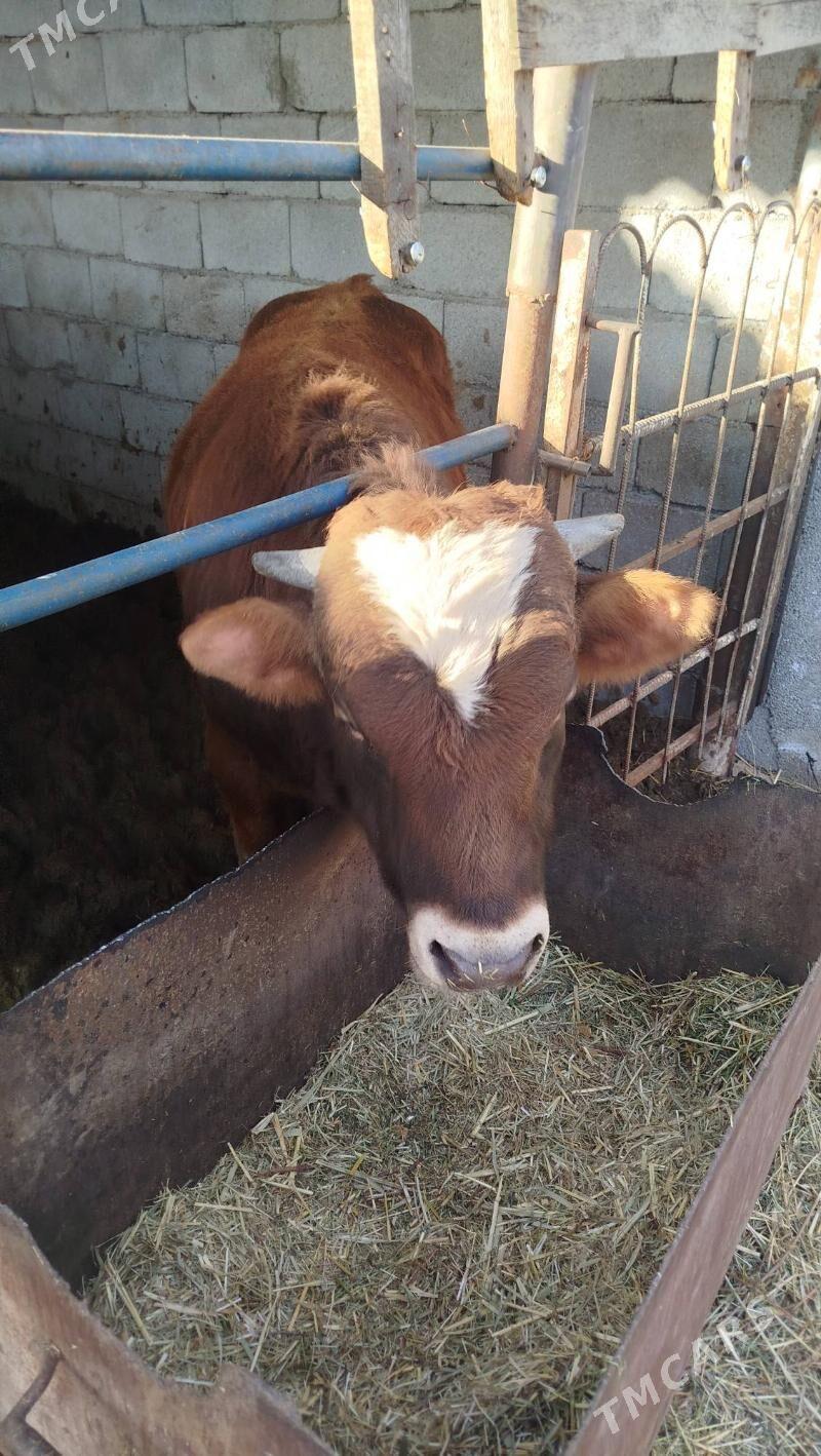 Öküz - Gökje - img 1