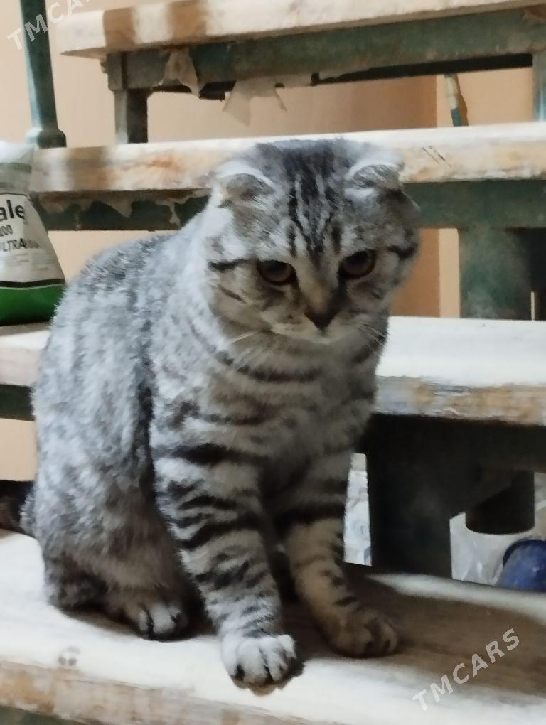 pişik, arassaja. oglan pişik - Шабатский этрап - img 1