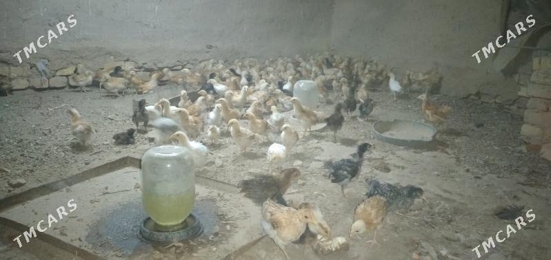 жужелер - Şabat etr. - img 1