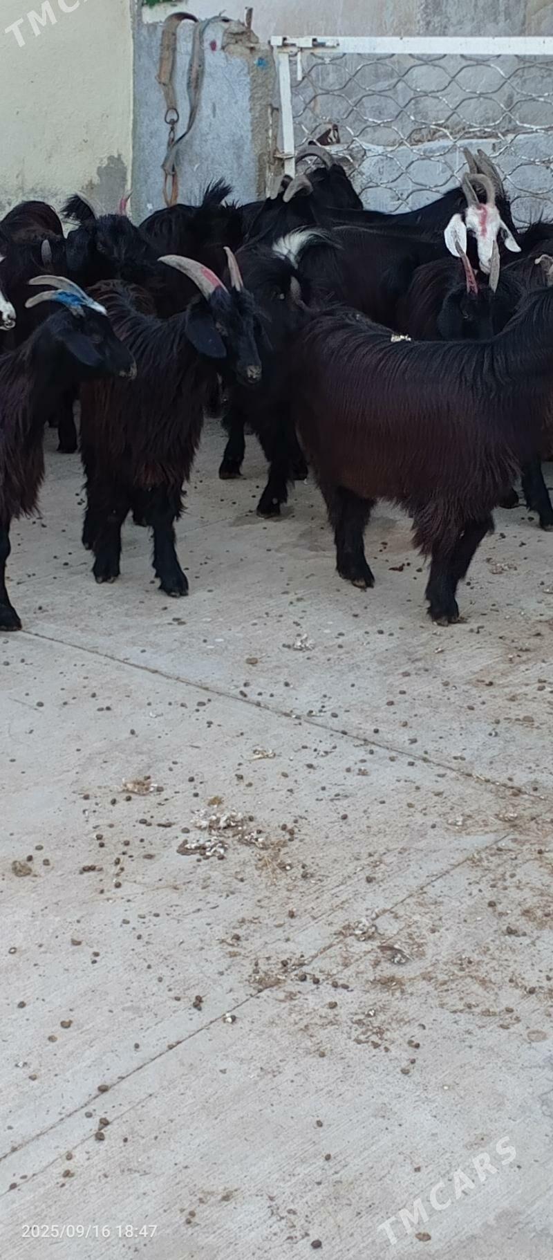 Baklan geçiler - Гарадамак - img 1