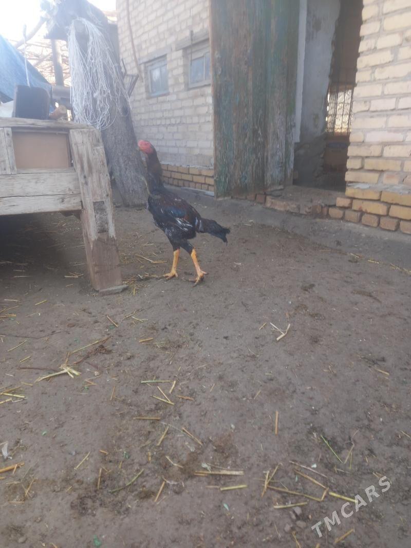 baysy horaz - Туркменабат - img 1