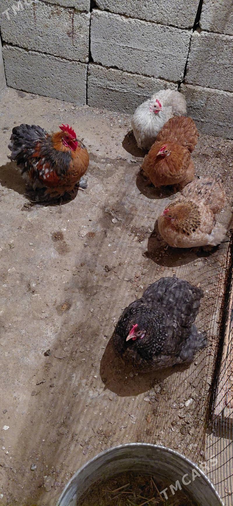 karlik kohinkik - Хитровка - img 1