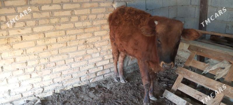 Okuz dayow mal - Mary - img 1