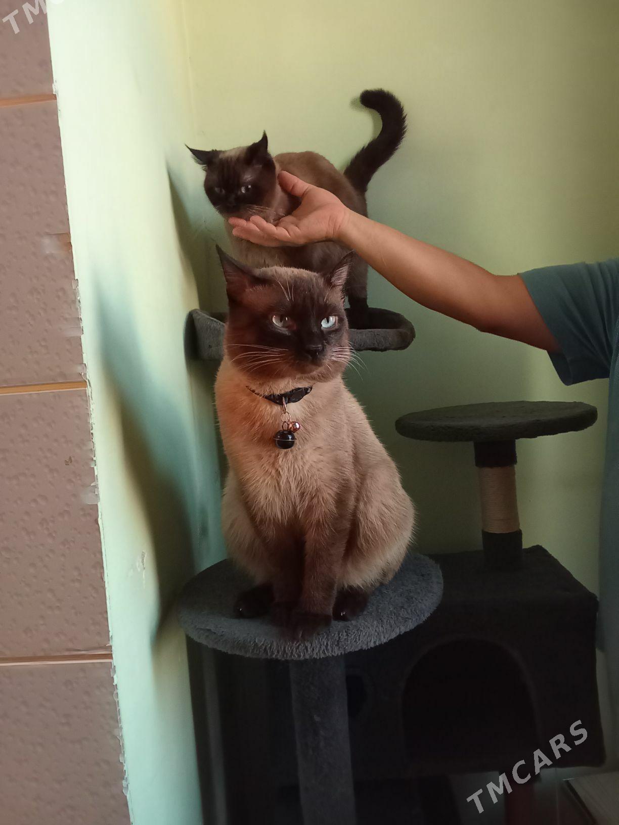 Сиамский кошка и коть - Мары - img 1