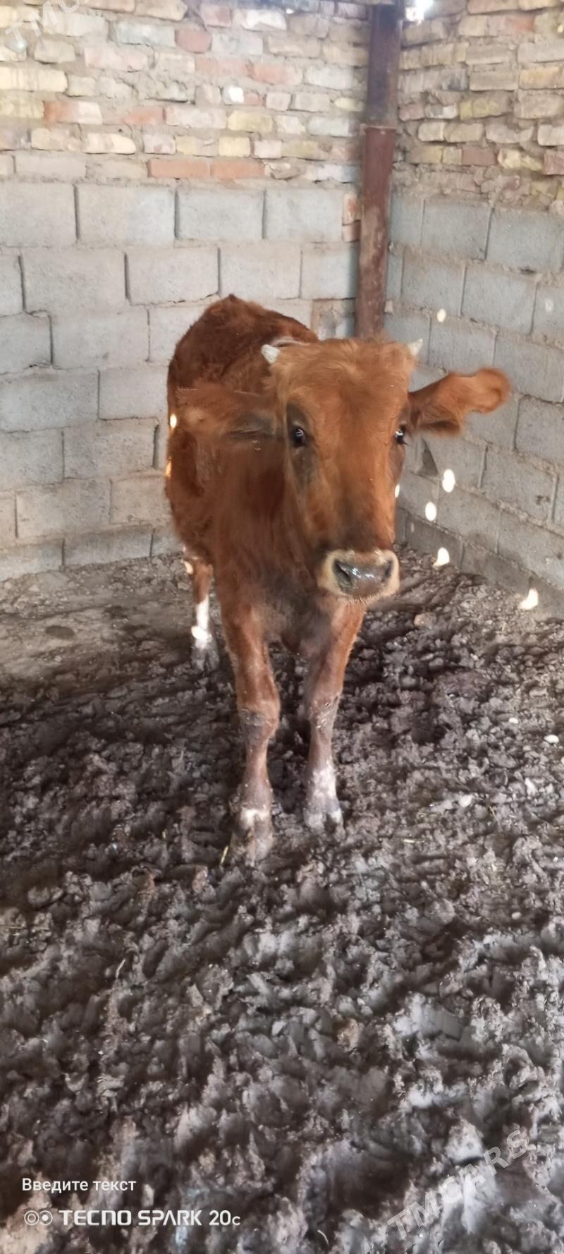 Gulajyn mal - Мары - img 1