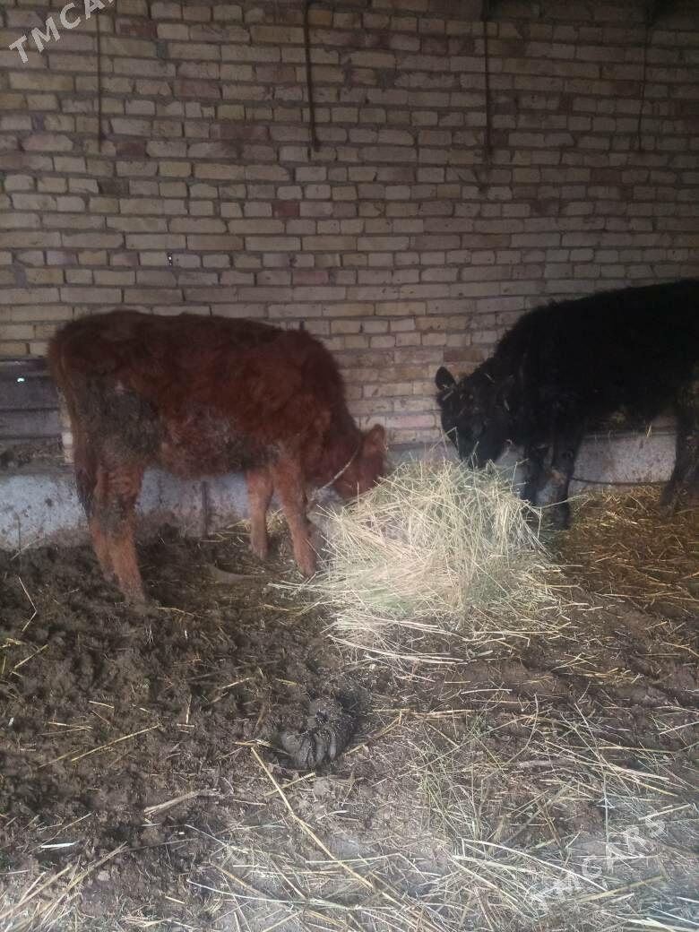 unajyn - Чарджоу - img 1