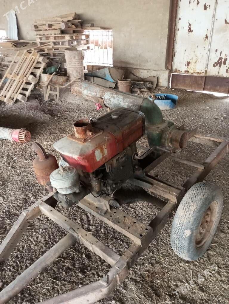 Suw nasos - Mary - img 1