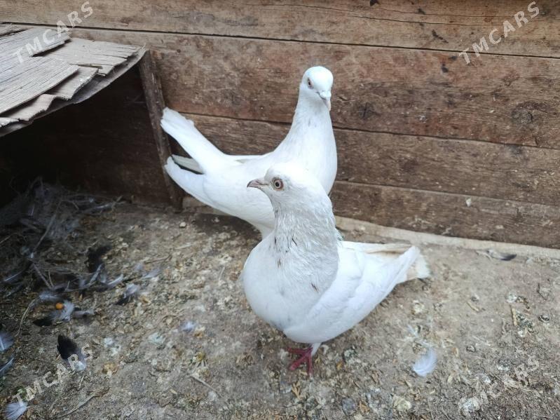 kepter - Çärjew - img 1