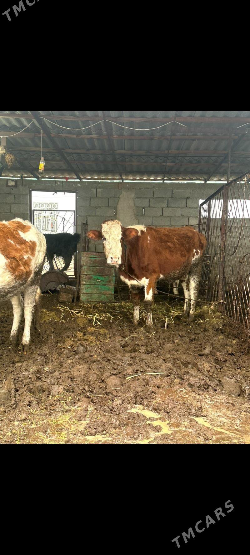 SIMENTAL BOGAZ SYGYR - Gökdepe - img 1