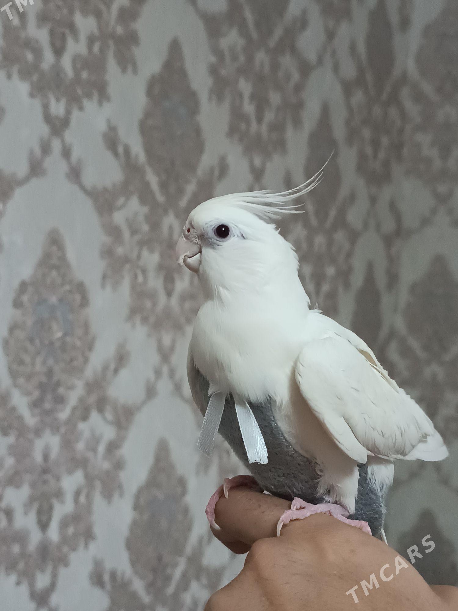 karella - Aşgabat - img 1