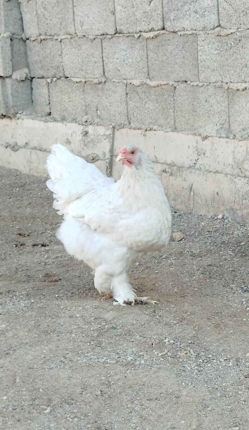 brama - Jebel - img 1