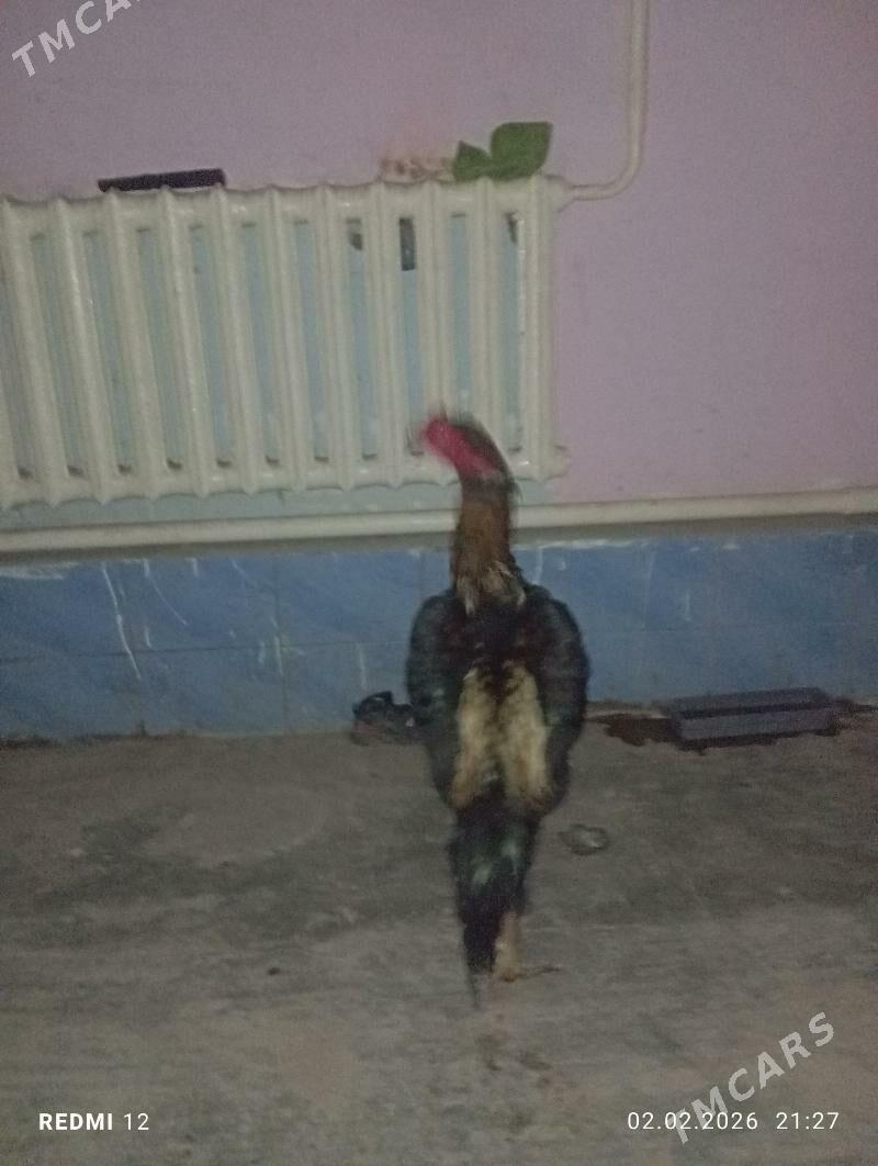 хораз - Дашогуз - img 1