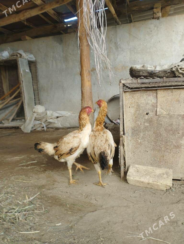 Baysok maki - Чарджоу - img 1