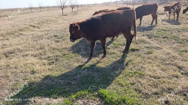 Meydan gülajynlar - Wekilbazar - img 1