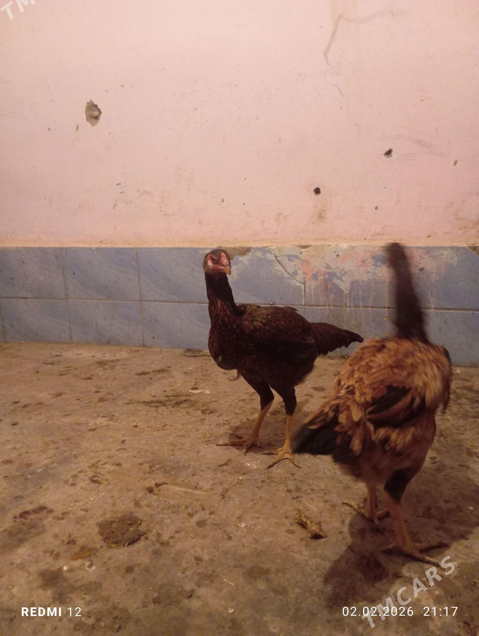 товук - Дашогуз - img 1