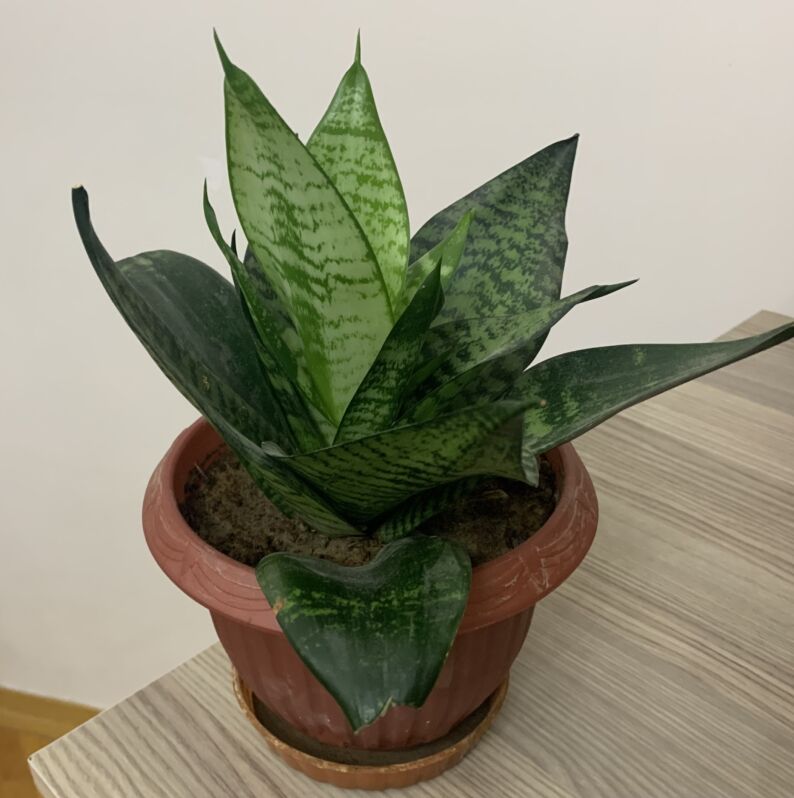 цветы - Aşgabat - img 1